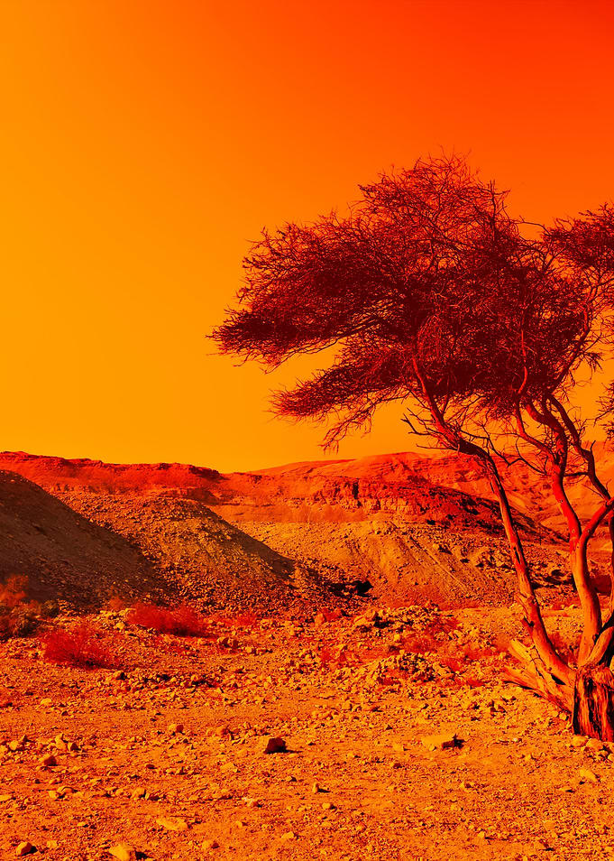 Alone Tree In Judean Deser