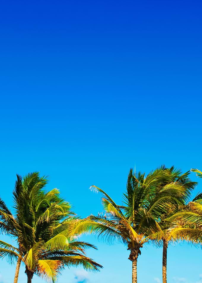 Palm Trees
