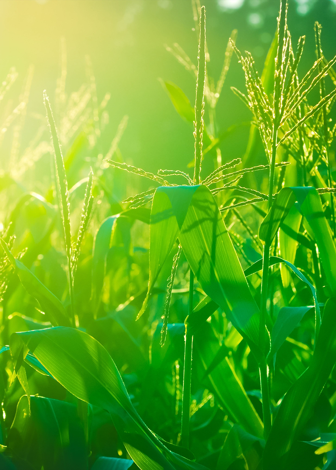 Corn Field CloseUp At The