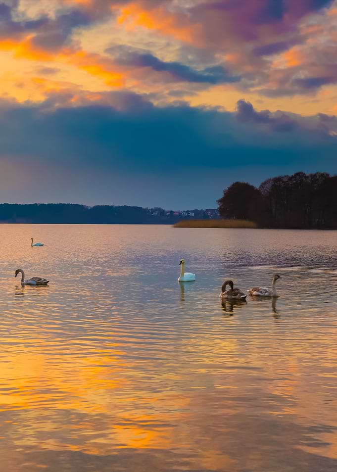 Lake Landscape With Swimmi