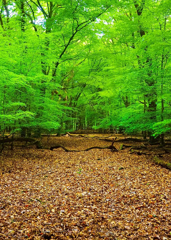 Spring Forest In The Nethe