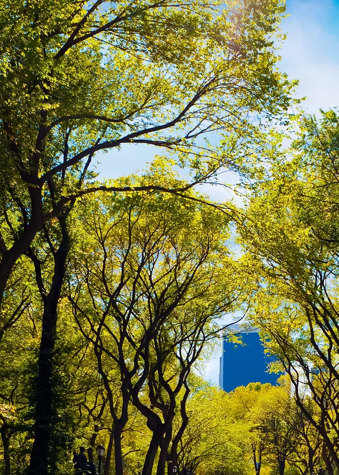 Nyc Central Park Trees