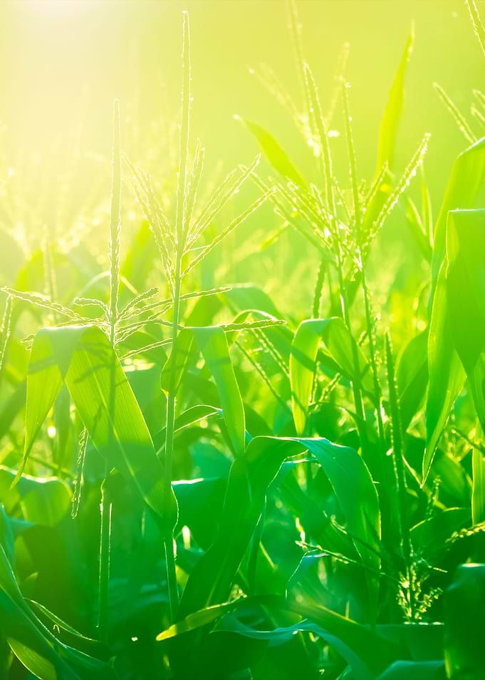 Corn Field CloseUp At The