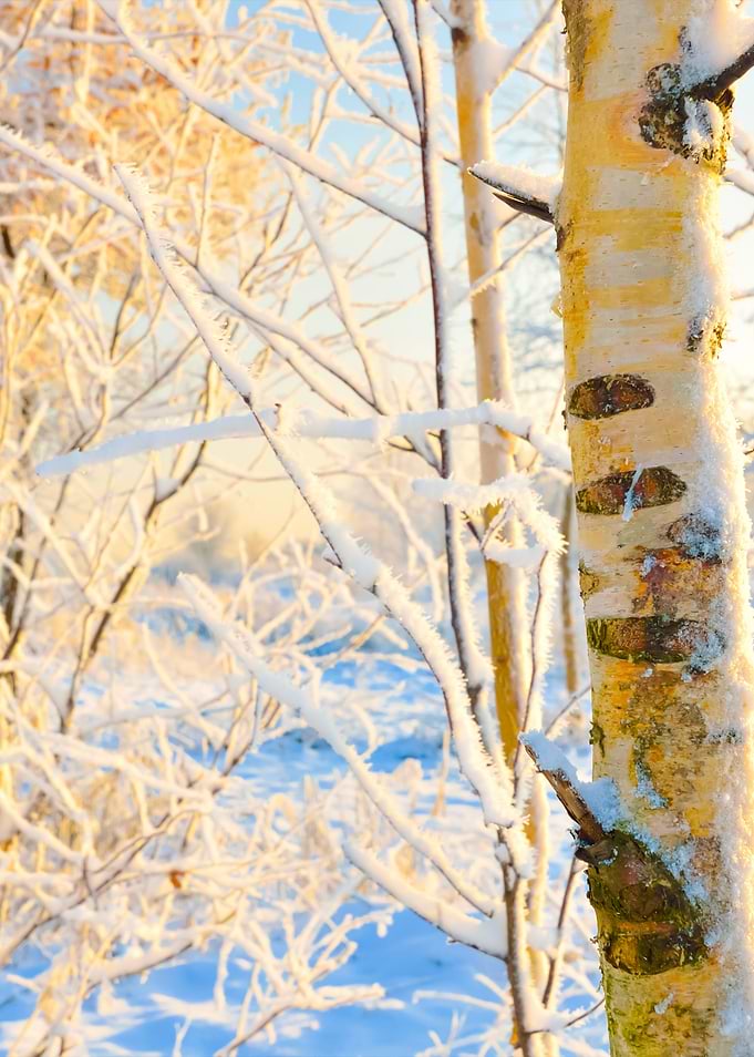 Winter Forest View