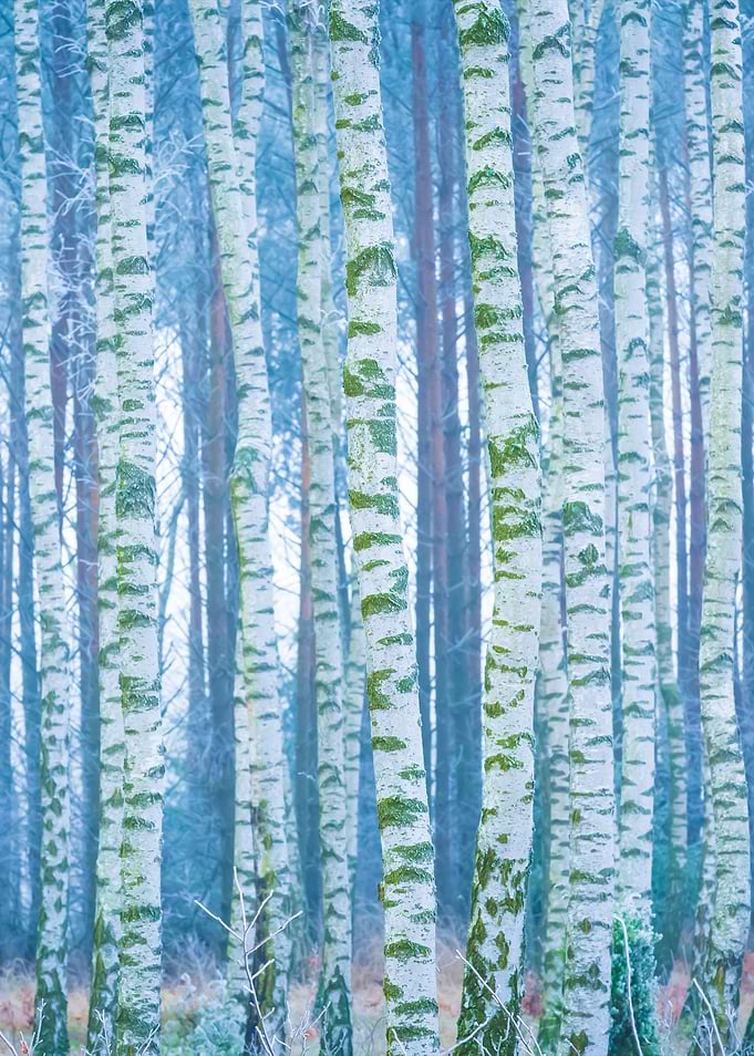 Frozen Birch Forest