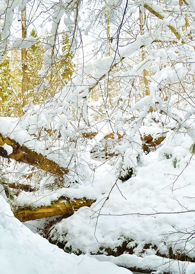 Snow Covered Forest