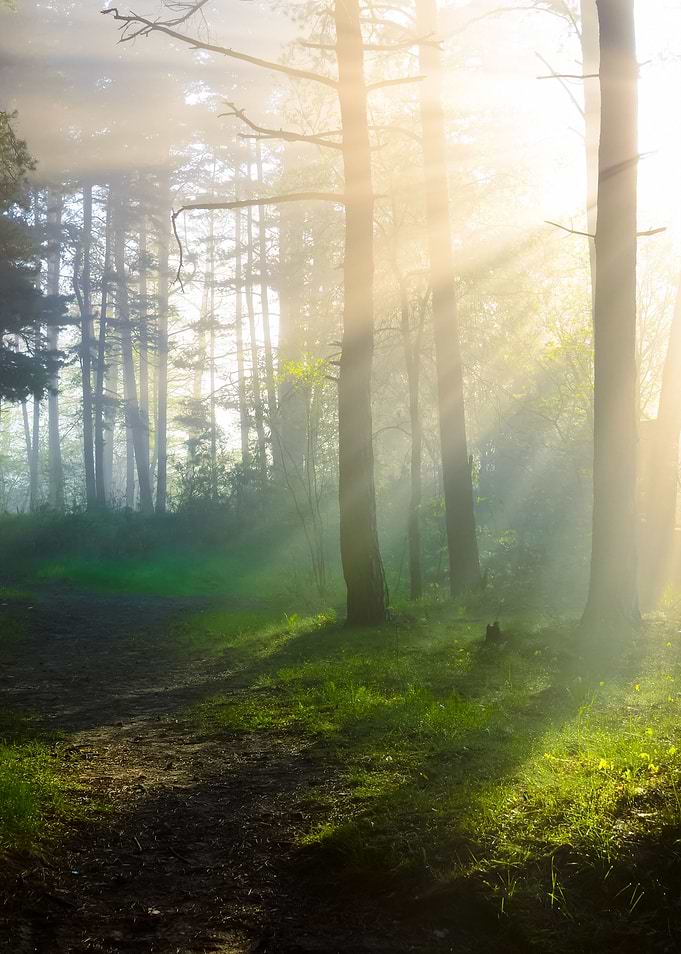 Fog In The Forest
