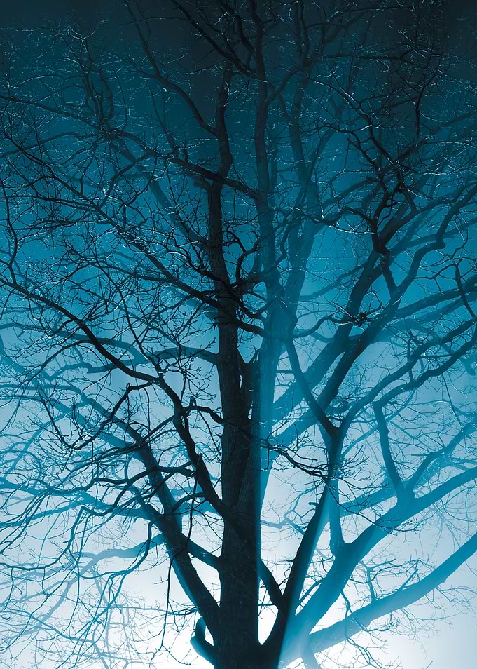 CloseUp Of A Tree In The F