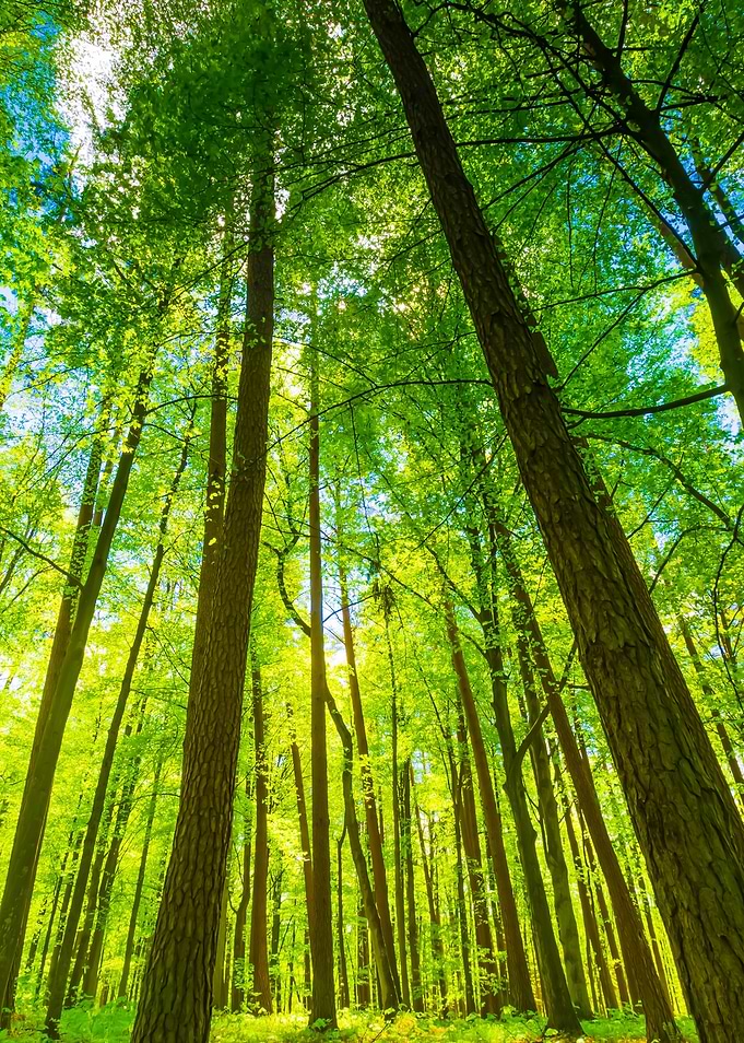 Green Springtime Forest
