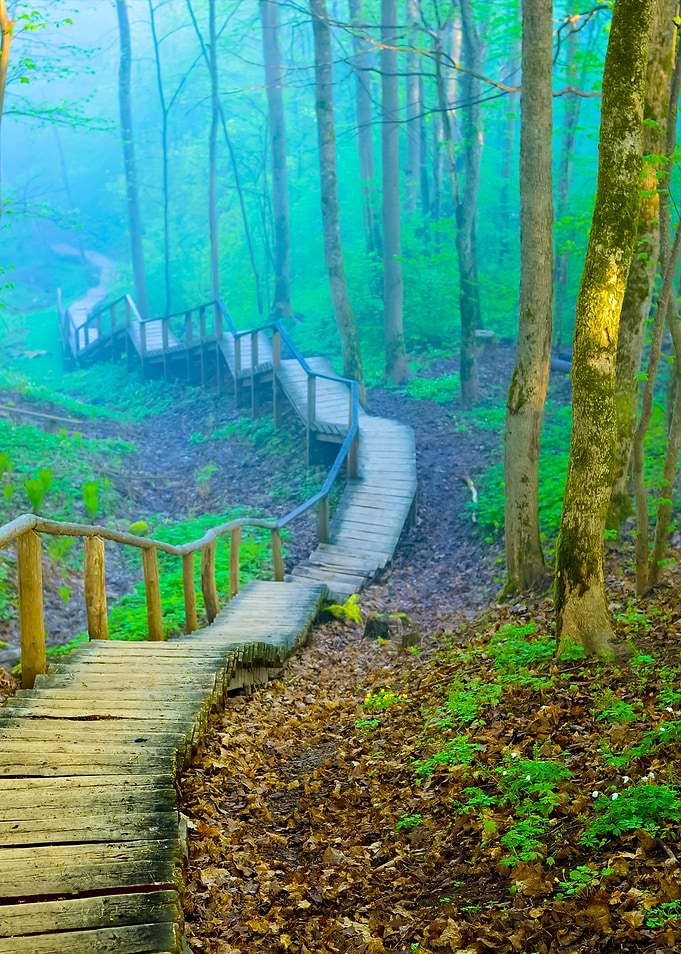 Staiway In Forest Disappea