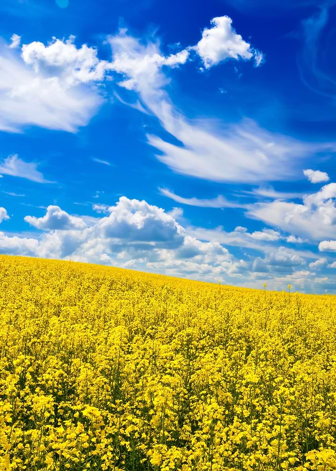 Yellow Rapeseed Field In L