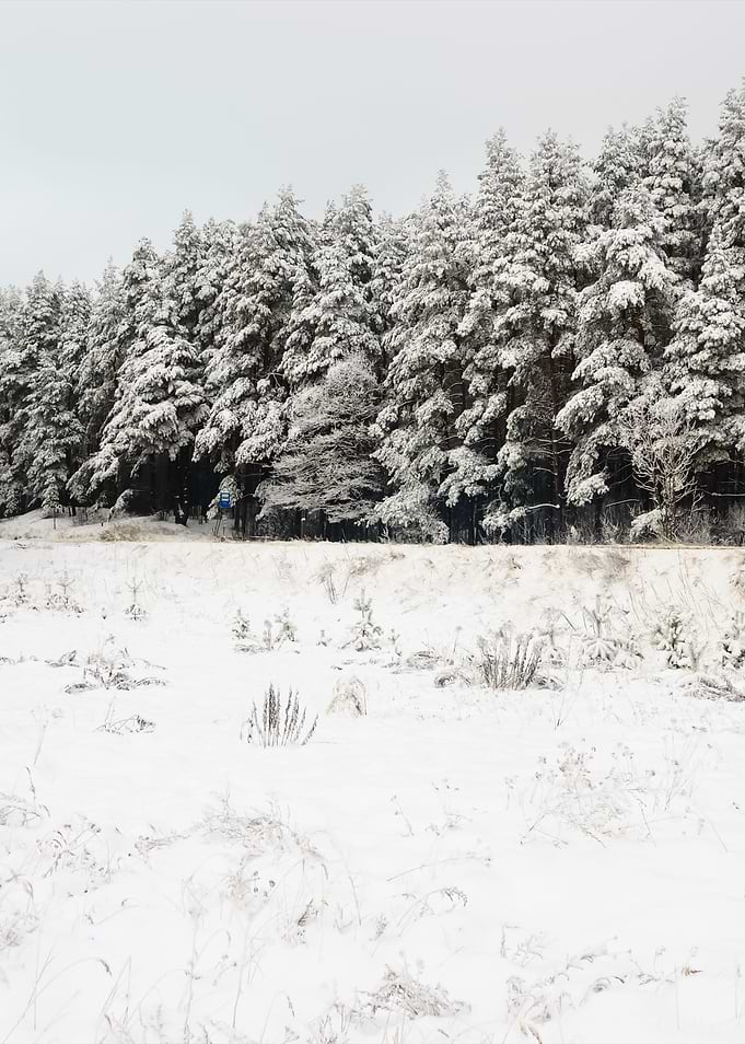 Winter Scene With HoarFros
