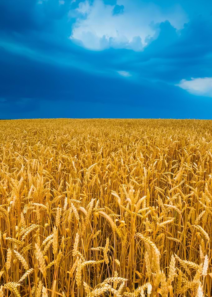 Stormy Sky Over Field