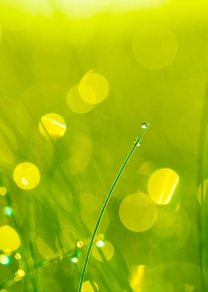 Grass With Dew Droplets