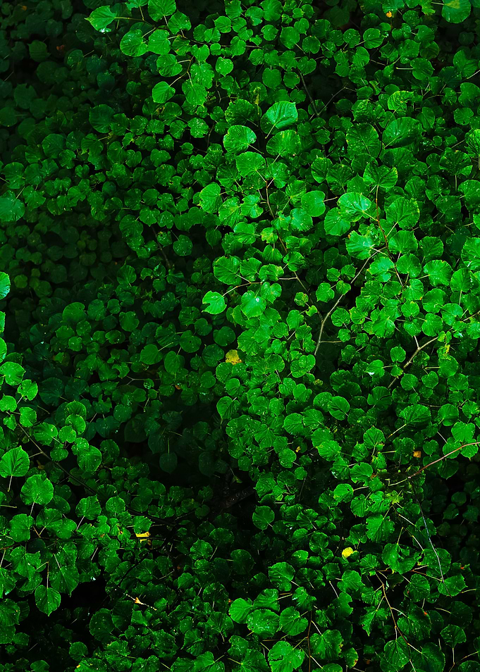 Tree Leaves Pattern