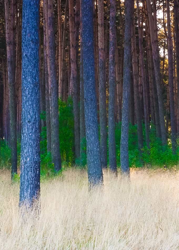 Grassy Pine Forest
