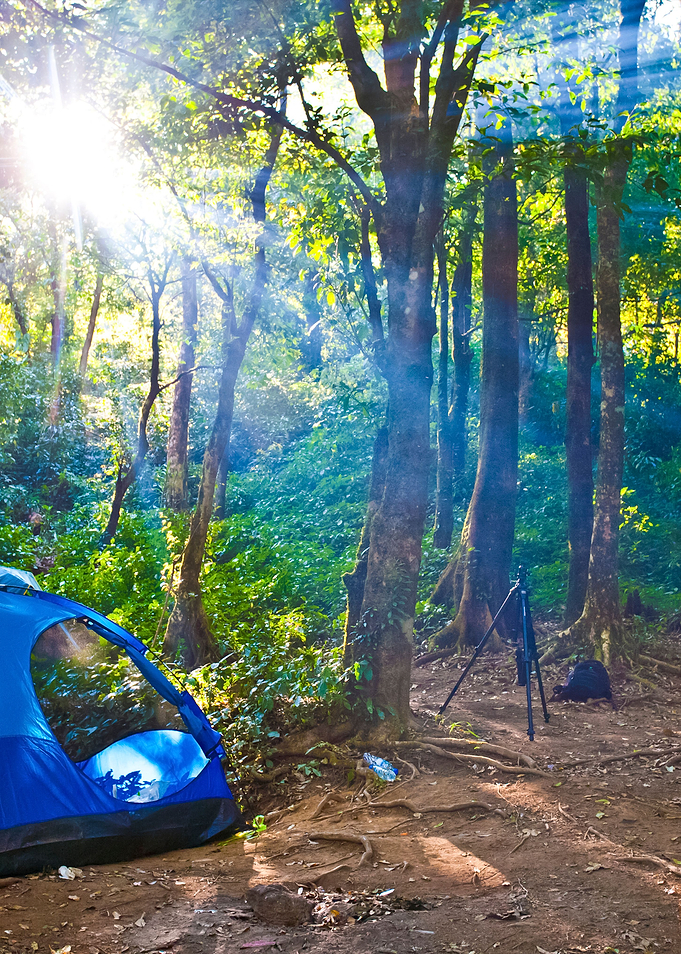 Camping Tents In Forest