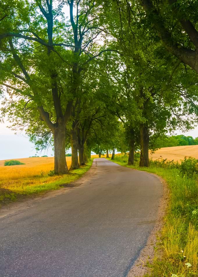 Asphalt Road Near Fields