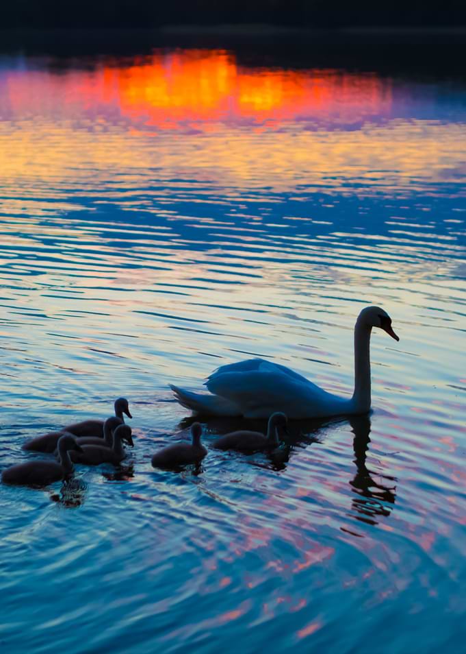 Silhouettes Of Swans Famil