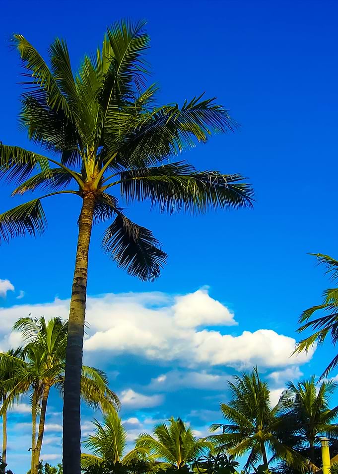 Coconut Tree