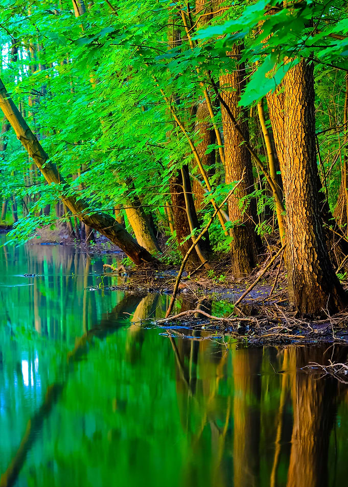 Forest River Scene