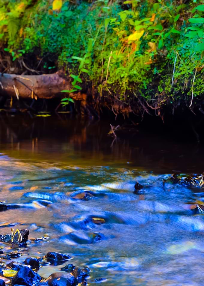 Forest River Scene