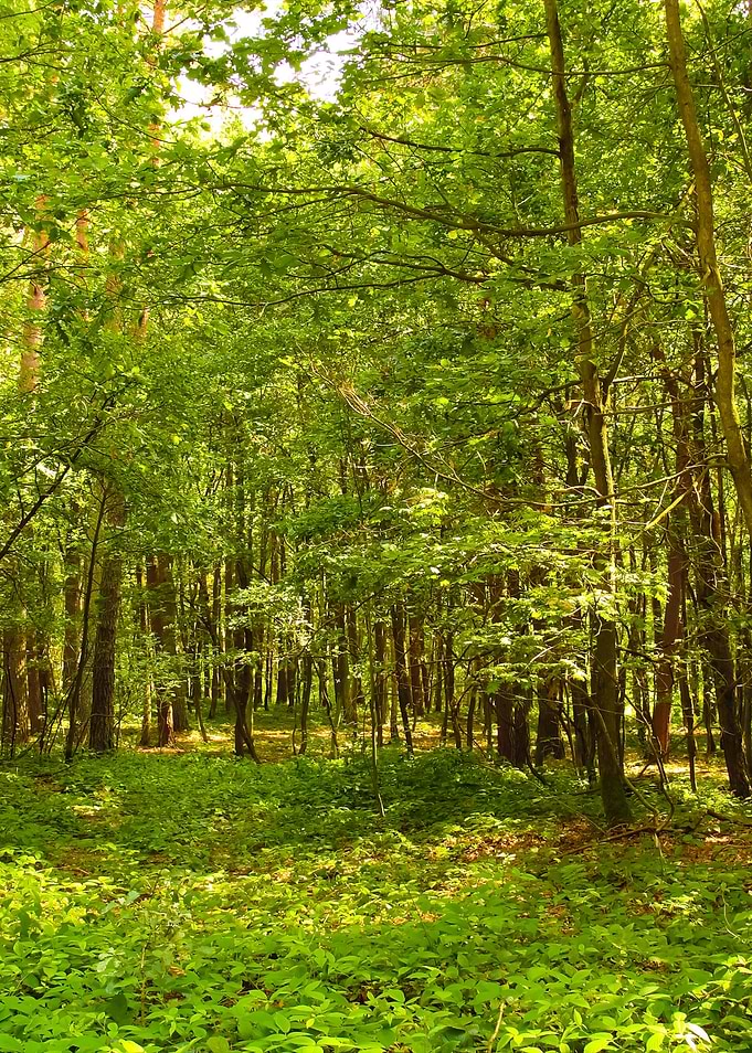 Green Forest