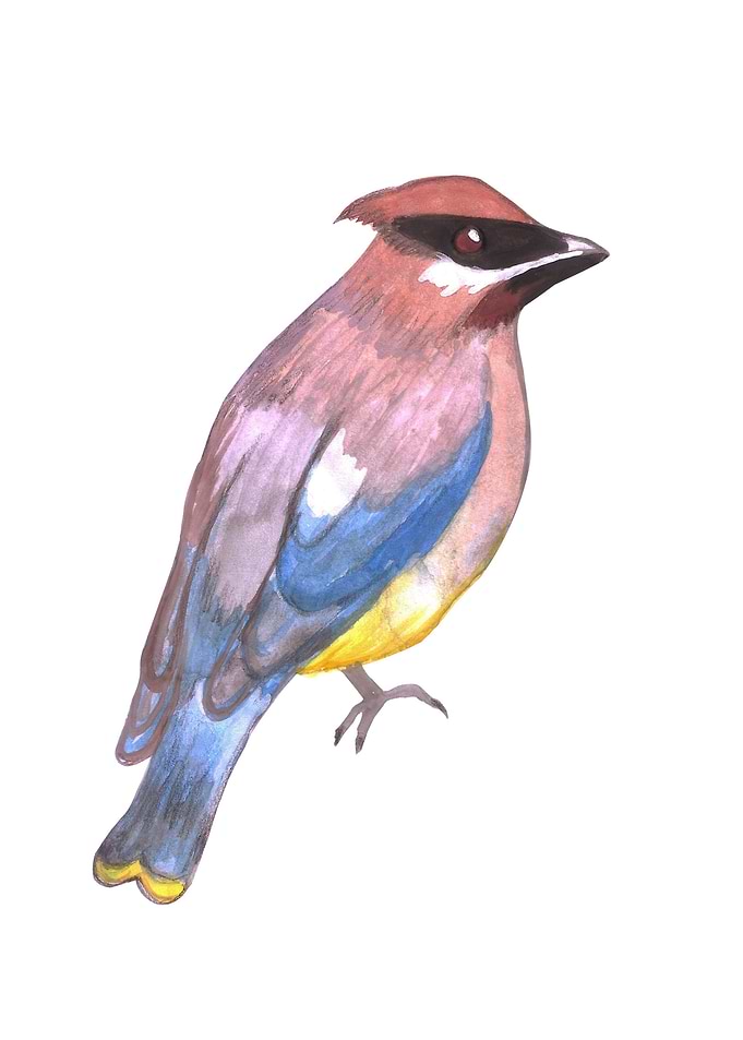 Cedar waxwing bird