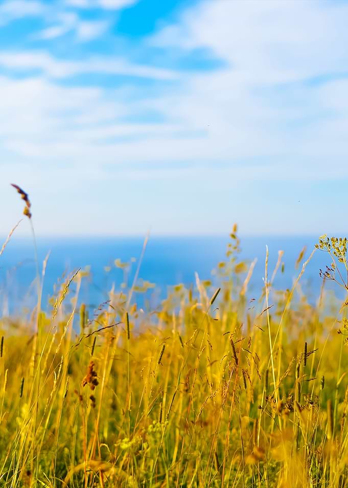 Grass At The Coast In Pald