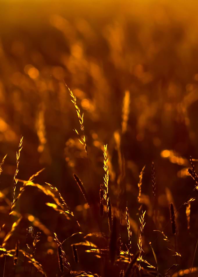 Sunset Grass