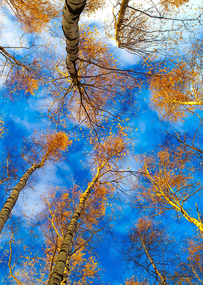 Birch Trees Low Angle