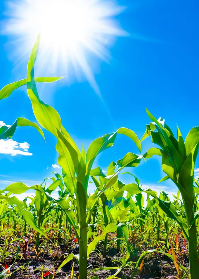 Corn And Sun