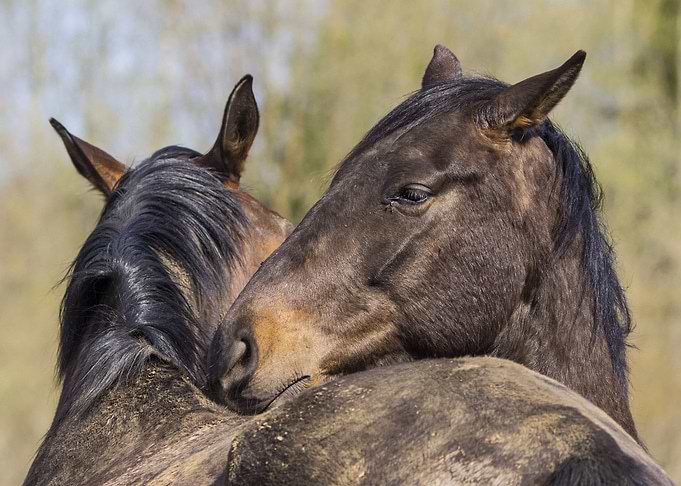 Horses
