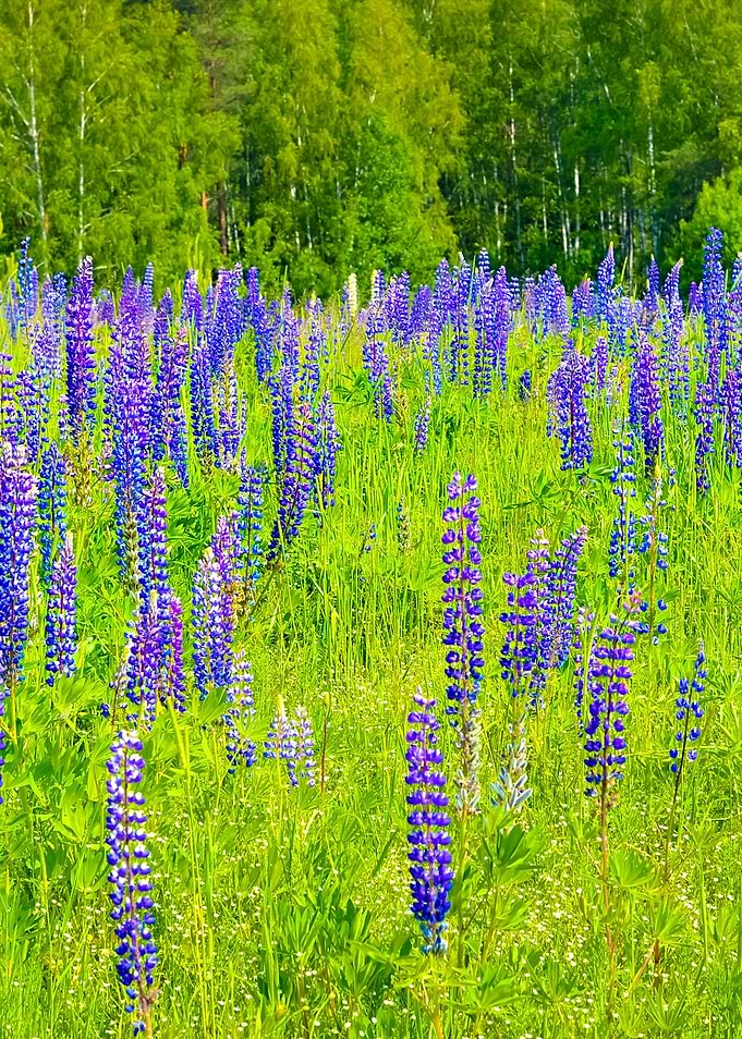 Lupine Flowers CloseUp