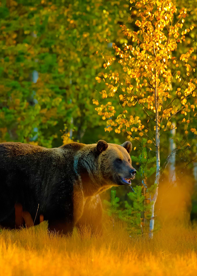 Autumn Wood With Bear Beau