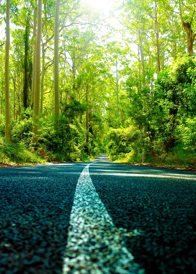 Rainforest Road