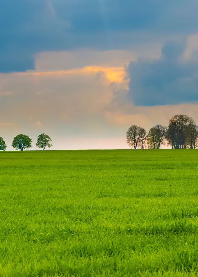 Young Green Cereal Field