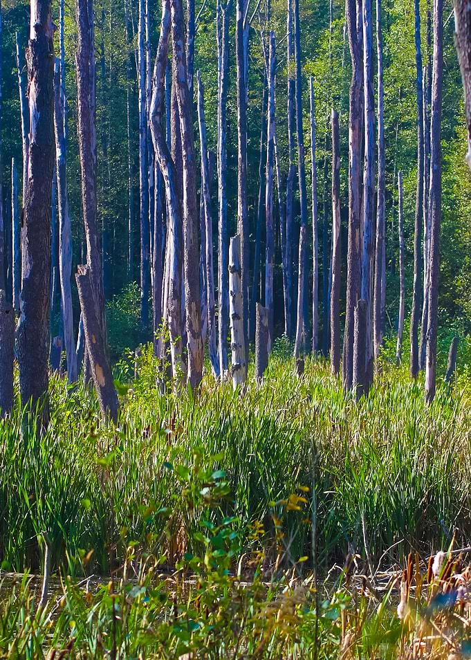 Dead Trees