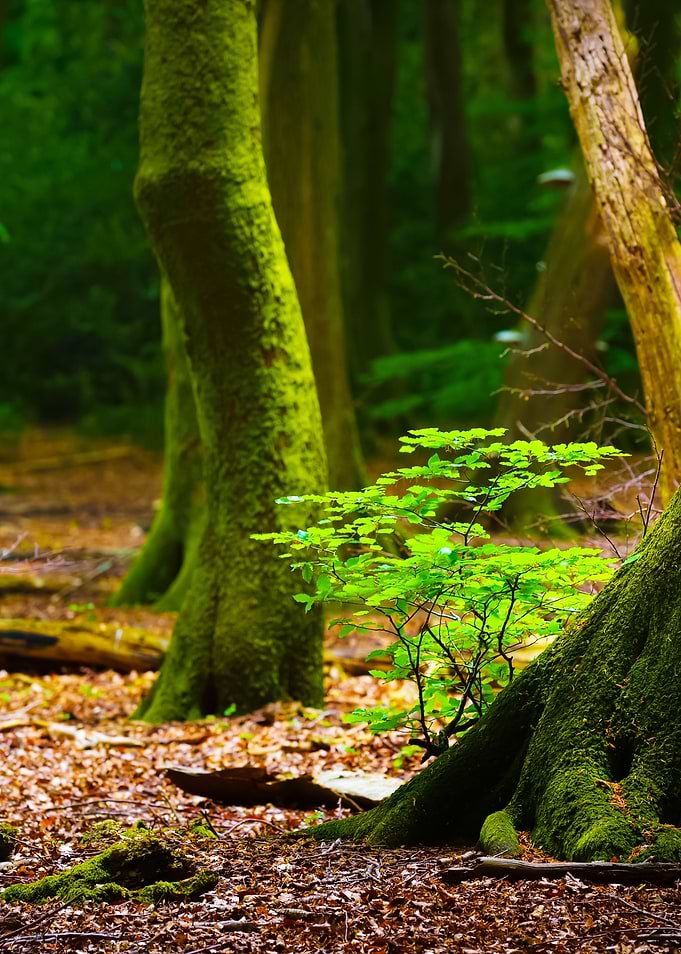 Spring Forest In The Nethe