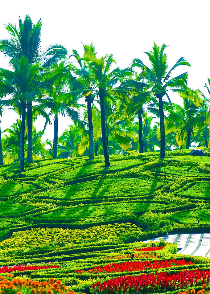 Palm Tree