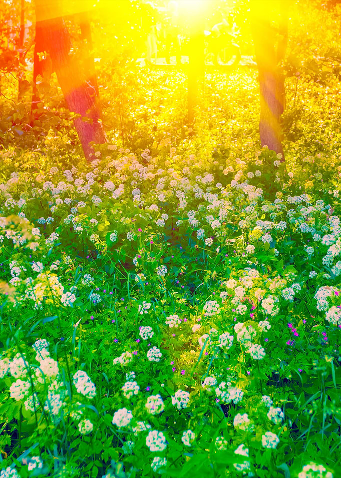 Flowers On The Forest Edge