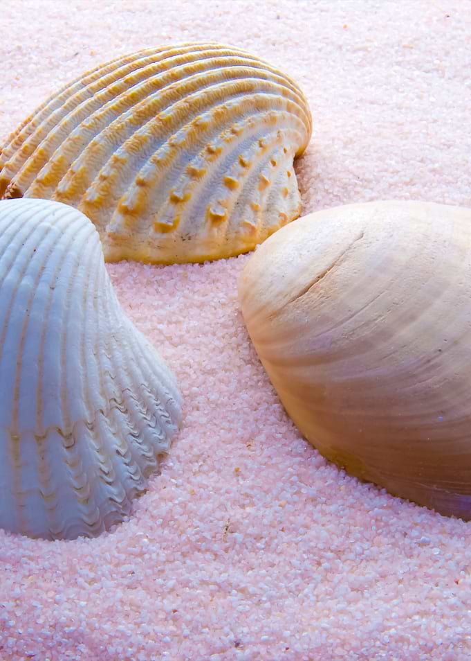 Shells