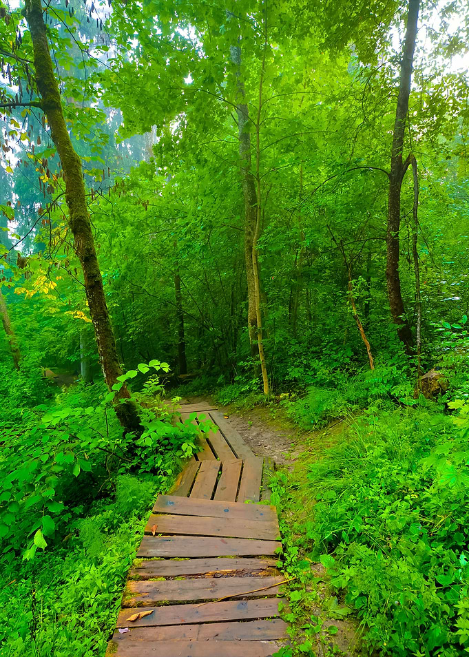 Staiway In Forest Disappea