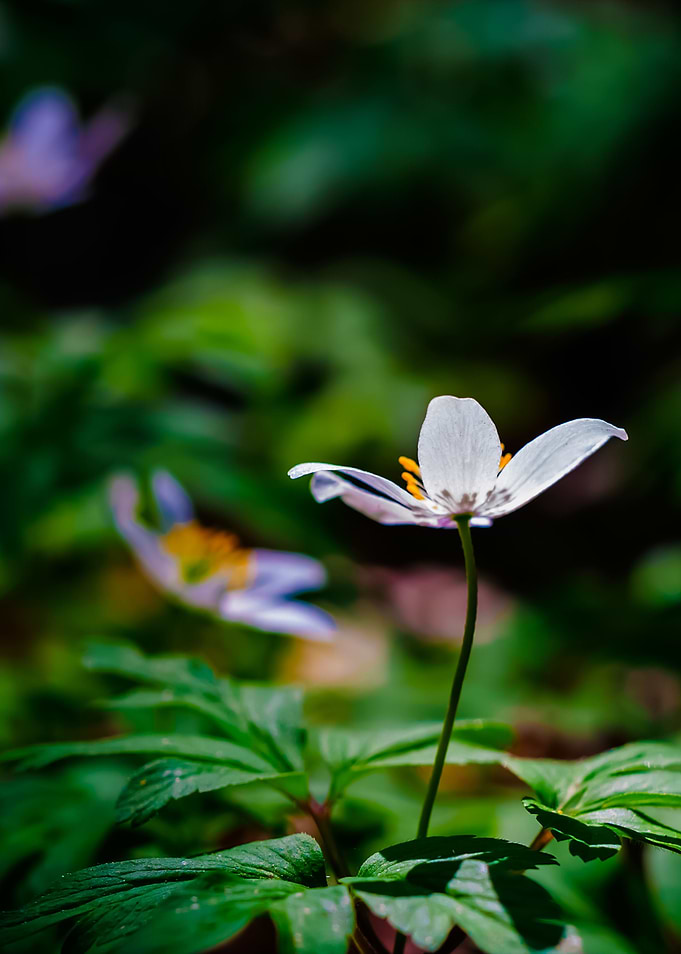 White Anemones