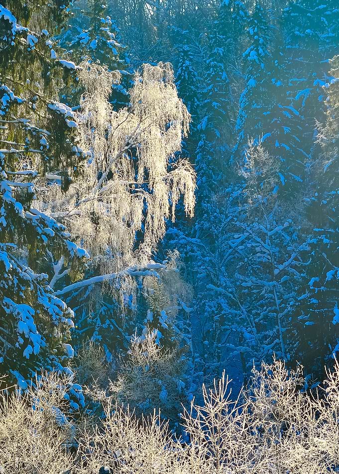 Frost On Trees In River Va