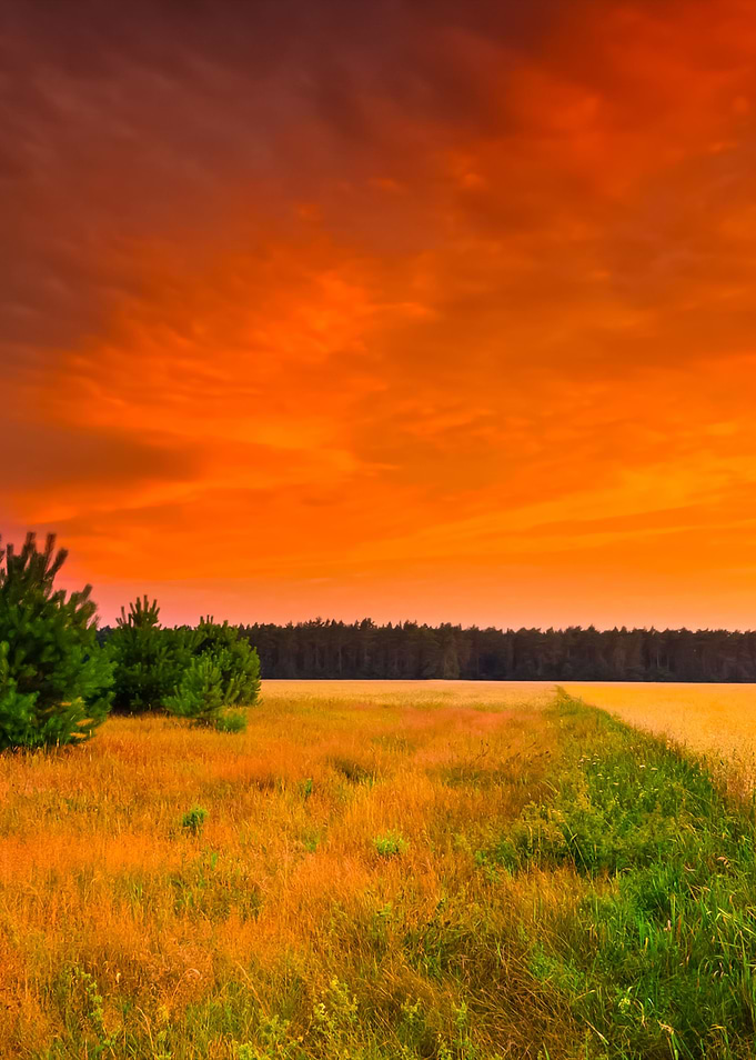 Sunset Over Grain Field