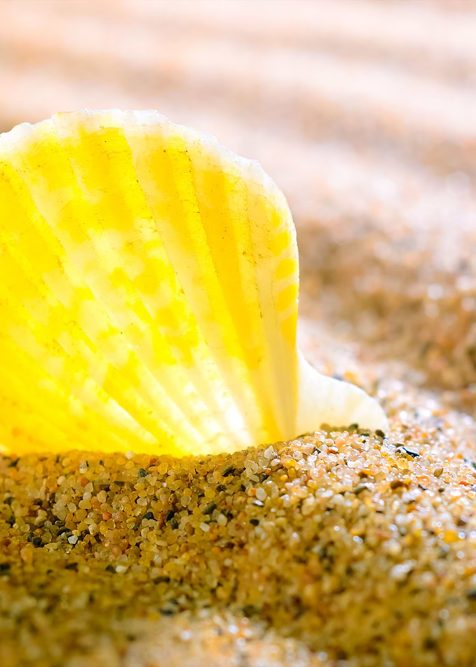 Sea Shell On The Sandy Bea