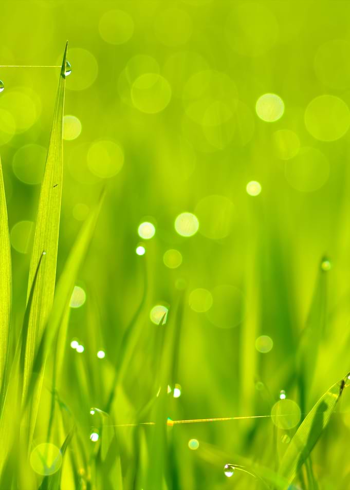 Fresh Green Grass With Wat