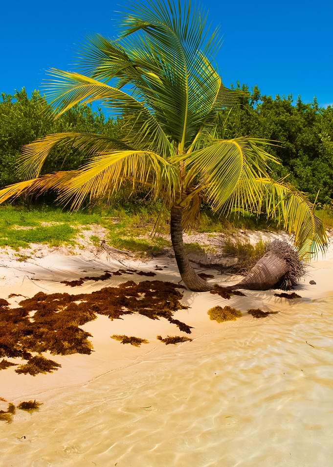 Palm Tree