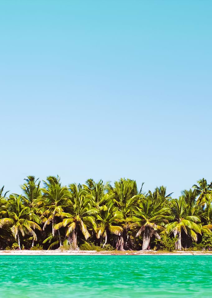 Summer Scene With Tropical